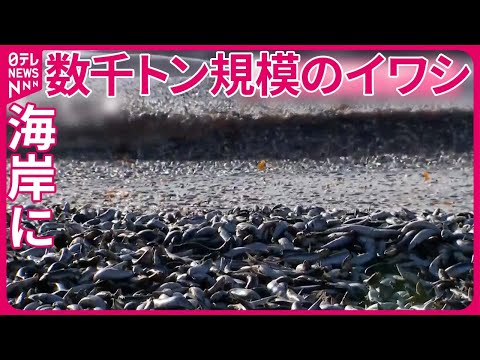 【海岸に大量のイワシ】数千トン規模か  拾いにくる人も&hellip;  北海道函館市