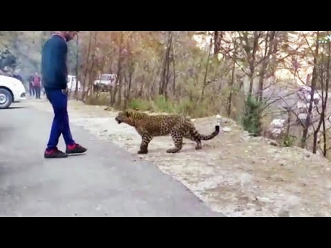 Animals That Asked People for Help &amp; Kindness | Best Moments Of 2022 !