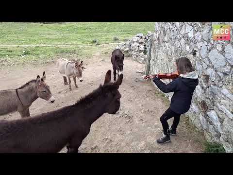 She plays the violin &quot;O Sole Mio&quot; in harmony with donkeys