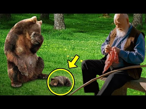 Crying mother bear brings dying cub to this man, then something incredible happened