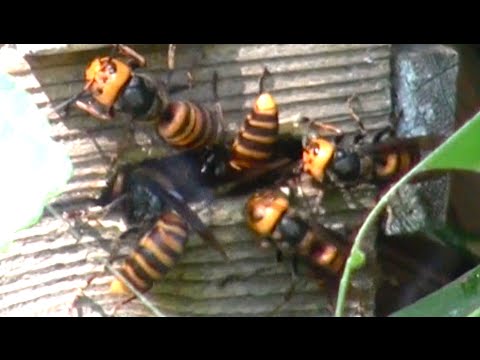 Giant hornets attacked beehive   Oh my god!