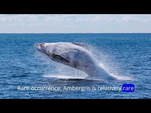 What Is Ambergris &amp; Why Is This Whale Vomit So Valuable?