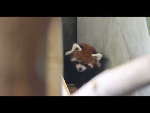 Red Panda Cub Nopes