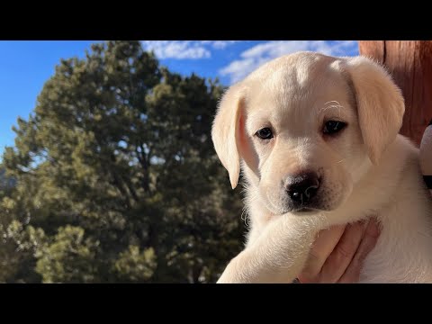 Adorable Labrador Puppy GINGERBREAD Takes her Temperament Test 