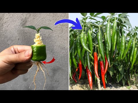 Anyone can propagate peppers using this method | Relax Garden