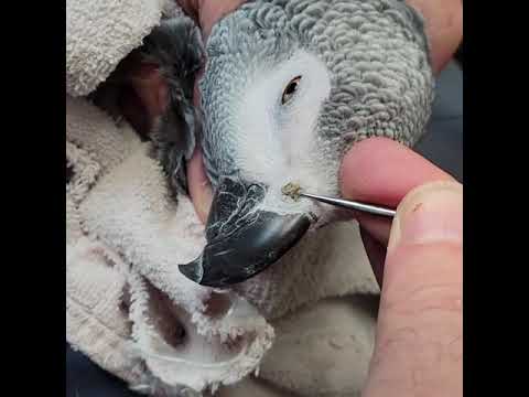 Rhinolith African Grey Parrot Nose Picking