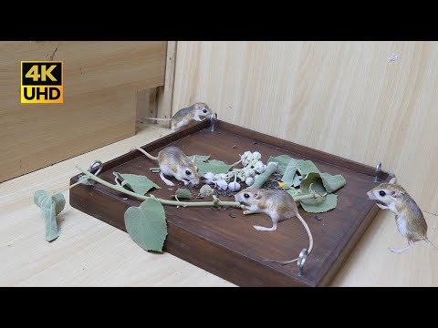 Cat Games - Mice Games For Cats To Watch &amp; Enjoy - Video for Cats Mice - 4k UHD 8 Hours