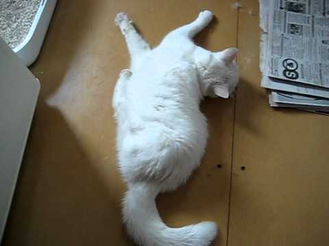 Epileptic Seizures Of My Cat ( named Miesje )