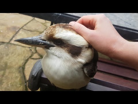 Will the wild kookaburras let me pet them? We test it with 5 different kookaburras!