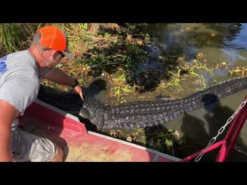 Even though he is a professional he should not be touching an alligator like that