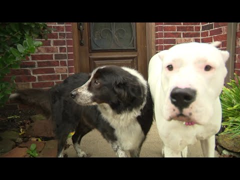 Dog helps save neighbor's dog from coyote attack in Magnolia