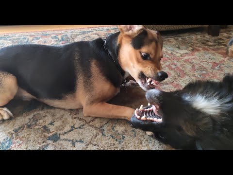 Dog fight with much talk - What does it mean? Who won? 4K
