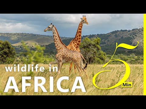 Majestic AFRICA │ Wildlife in the Heart of Africa (#13) &ndash; Travel Adventure &amp; Nature Documentary 4K