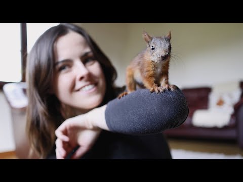 I rescued an orphan baby red squirrel