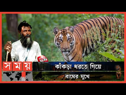 প্রাণে বেঁচে ফিরেছেন বাগেরহাটের মো. ওমর মোল্লা | Sundarban | Royal Bengal Tiger | Somoy TV