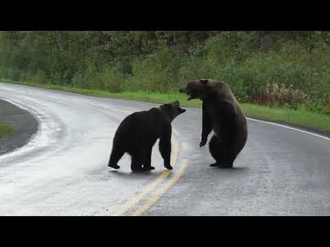 Epic grizzly bear fight!