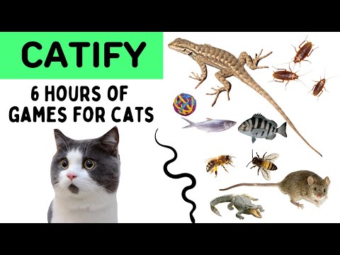 Cat Games - Mega Compilation Video for Cats to Watch - Mice, Fish, Bee, Cockroach...