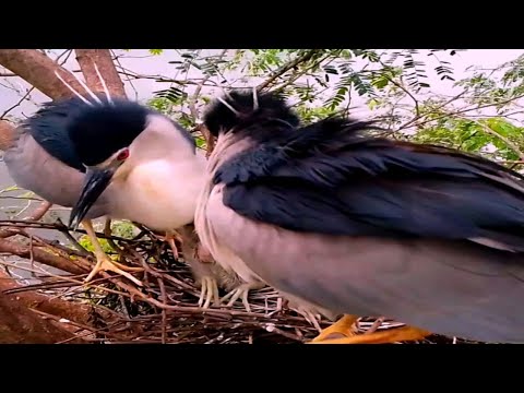 Black crowned bird takes good care of the baby