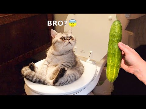 Try Not To Laugh 🤣 Funniest Cats and Dogs 2023 😹🐶 Part 12