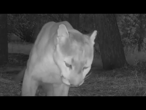 Mountain lion attacks while couple in hot tub