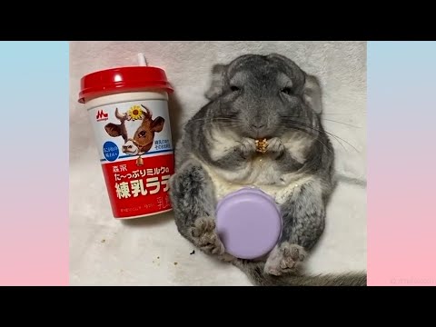 Cute Chinchilla Compilation 2020