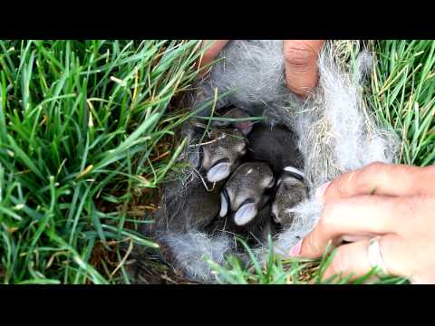 Baby Bunnies Found in Grass | Baby Bunnies | Bunny Nest