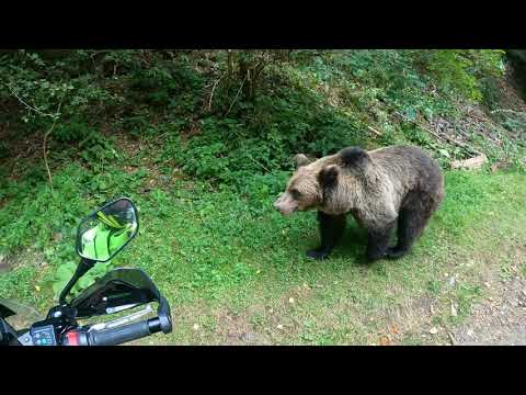 Transfogaras alj&aacute;ban egy fiatal medve, nem lettem a kaj&aacute;ja, szerencs&eacute;re.