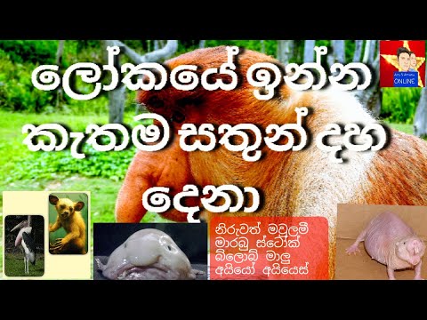 ලෝකයේ ඉන්න කැතම සතුන් | most ugly animals in the world ?|2021|wishma Derana with AnuAmunu