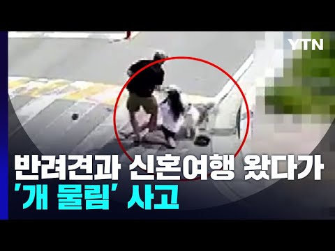 '반려견과 함께 신혼여행 왔다가'...반복되는 개 물림 사고 / YTN