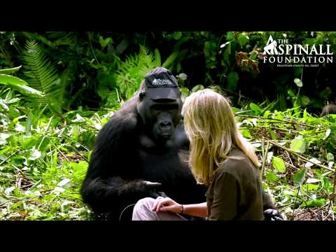 Heart-warming moment WILD GORILLAS accept Damian Aspinall's wife Victoria - OFFICIAL VIDEO