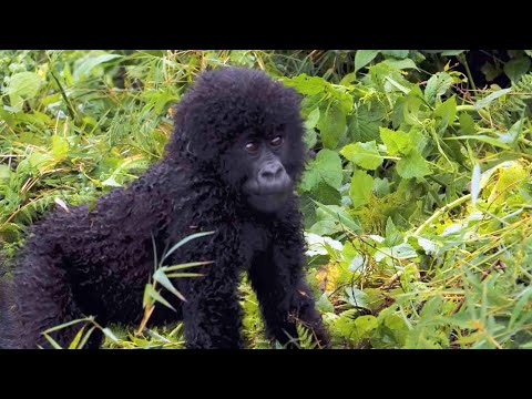 Endangered Mountain Gorillas Are Increasing in Population