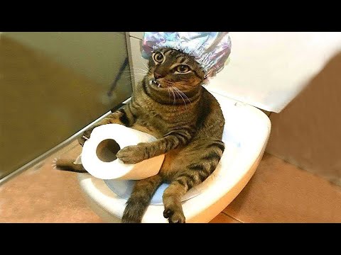 Funny Moments of Cats | Funny Video Compilation - Cat Mewmew #10