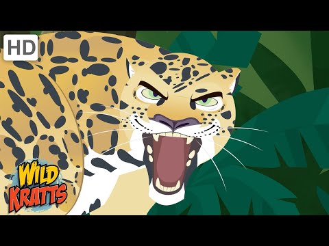 Creatures of the Caribbean | Monkeys, Sharks, Jaguars + more! [Full Episodes] Wild Kratts