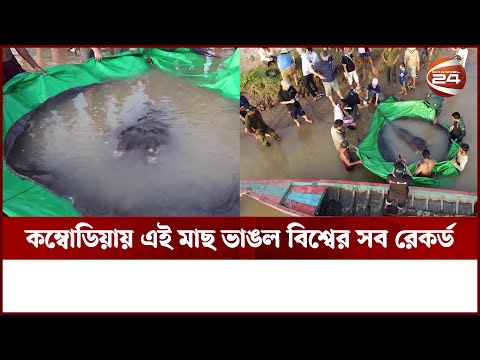 ধরা পড়ল বিশ্বের সবচেয়ে বড় মিঠা পানির মাছ! | Largest Fish | Largest fish found in Cambodia