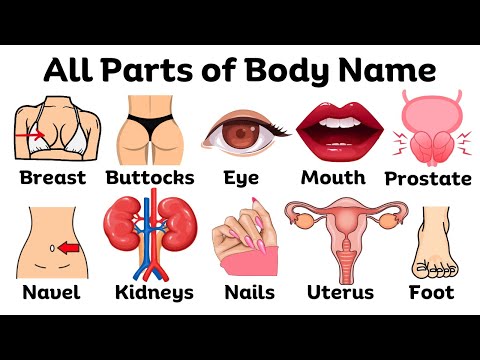 Parts of the Body in English | Basic parts of body | Listen And Practice #bodyparts #learnenglish