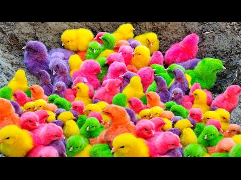 Tangkap Ayam Lucu, Ayam Warna Warni, Ayam Rainbow Gokil, Kelinci, Kucing Lucu, Bebek, Hewan Lucu #02