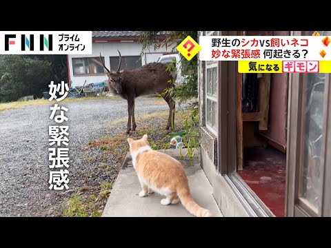 野生のシカ VS 飼いネコ　妙な緊張感 何起きる?