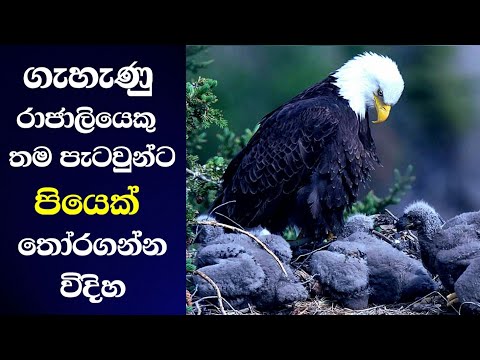 රාජාලින් ගැන මේ දේවල් දන්නවද? | Do you know about eagles? | facts | sinhala | new | trending