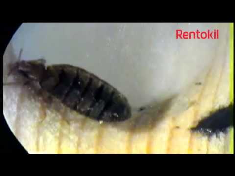 Bed bugs: Eggs, nymphs and adults | Rentokil