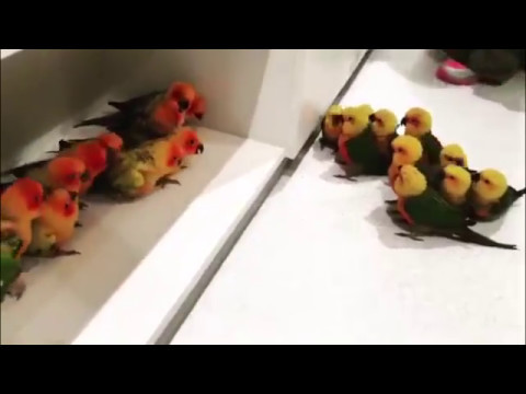 Birb on birb gang violence