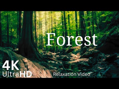 Forest 4K &bull; Nature Relaxation Video &bull; Peaceful Relaxing Music &bull; 4K Video UltraHD