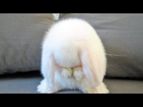 Cute Baby Bunny Washing Her Face