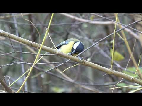 Great Tit eating pine nut