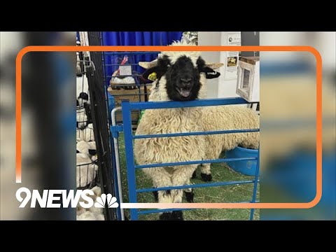 Preview of sheep shearing at the Stock Show