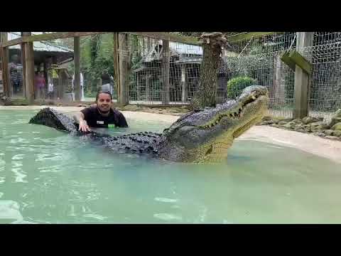 Craziest Alligator Bellow Ever