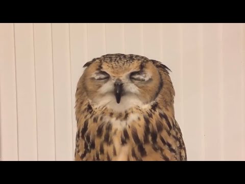 Owl's sneeze