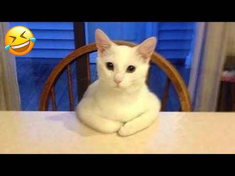 Funniest Animals 2024 🤣 Best Funny Cats and Dogs Videos 😻🐶 Part 26