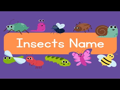 Learn Some Insects Name || कीड़ों के नाम 