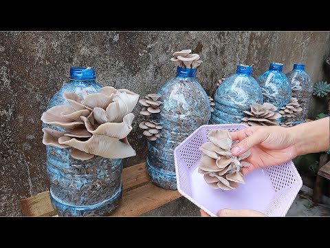 Easy - Simple - Tips for growing mushrooms in plastic bottles at home