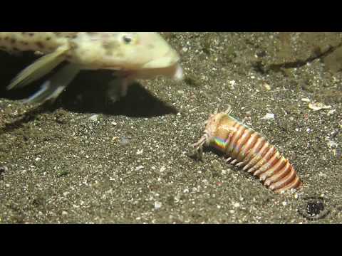 Amazing Feeding to the Bobbit Worm!!!!